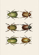 Coleoptera IX detail