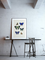 Rhopalocera III detail