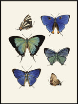 Rhopalocera III detail