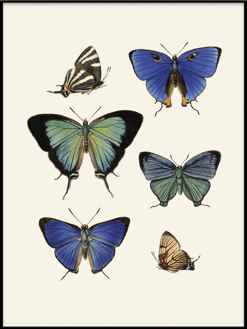 Rhopalocera III detail