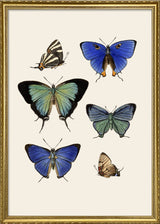 Rhopalocera III detail