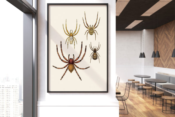 Arachnida Araneidea detail