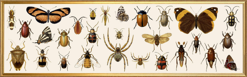 Butterflies, Beetles and Spiders