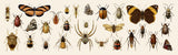 Butterflies, Beetles and Spiders