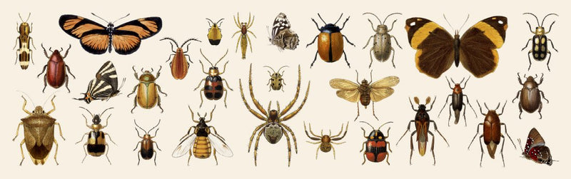 Butterflies, Beetles and Spiders
