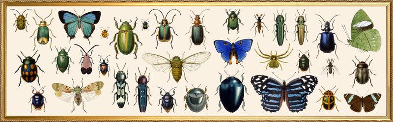 Butterflies and Beetles