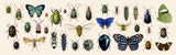 Butterflies and Beetles