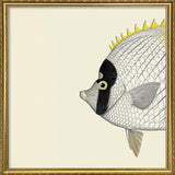 White Yellow Fish Head