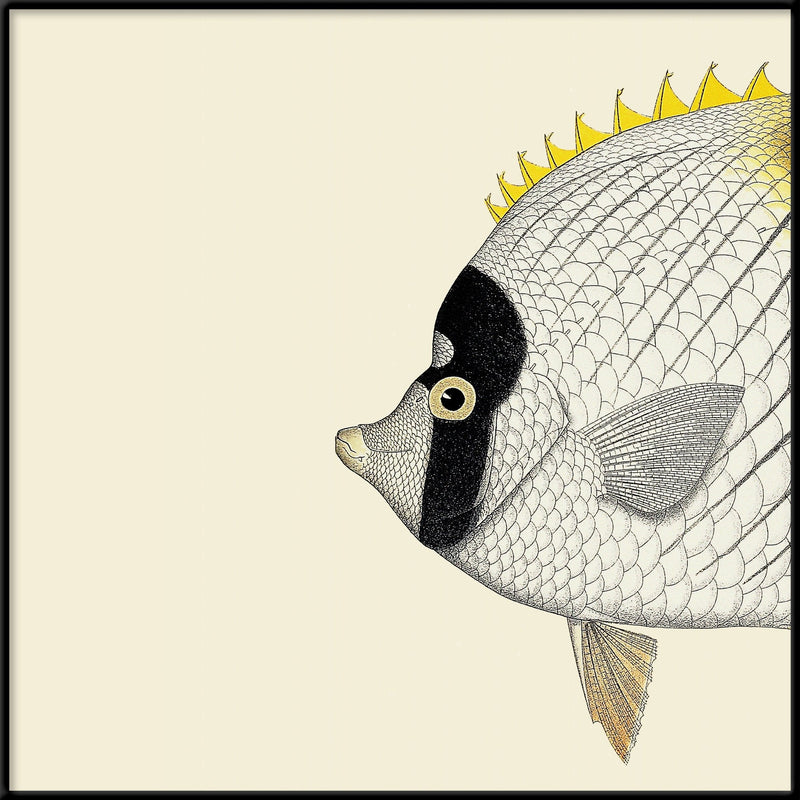 White Yellow Fish Head