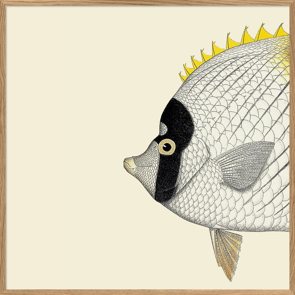 White Yellow Fish Head