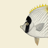 White Yellow Fish Head