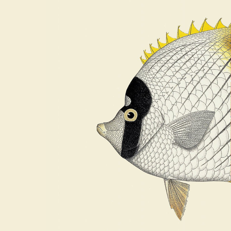 White Yellow Fish Head