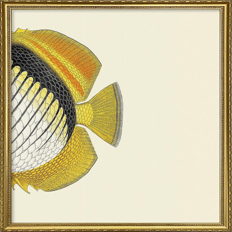 white Yellow Fish Tail