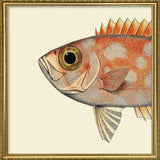 Blotched Bigeye Head