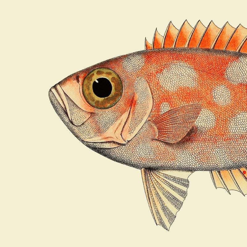 Blotched Bigeye Head