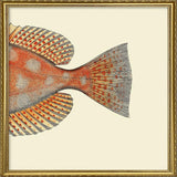 Blotched Bigeye Tail