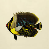 Black Fish - Outlet
