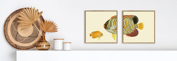 Regal Angelfish Tail