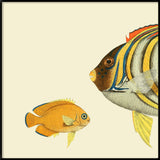 Regal Angelfish Head