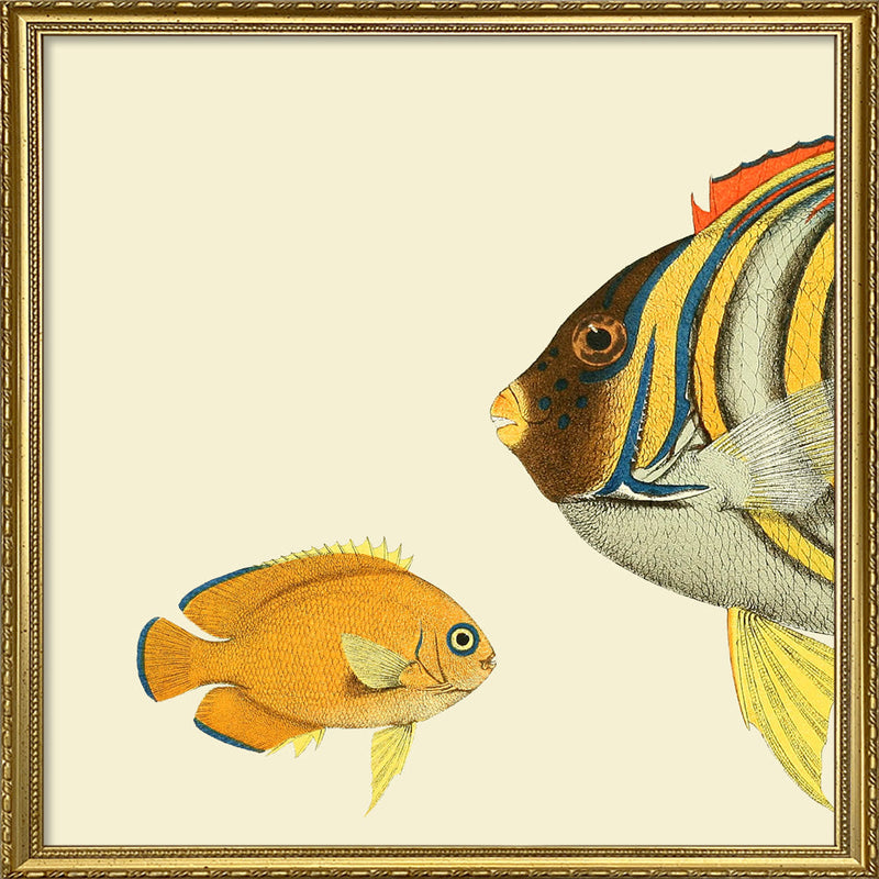 Regal Angelfish Head