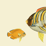 Regal Angelfish Head