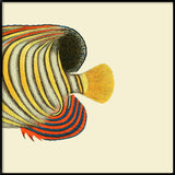 Regal Angelfish Tail