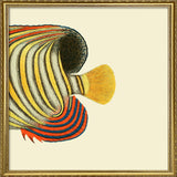 Regal Angelfish Tail