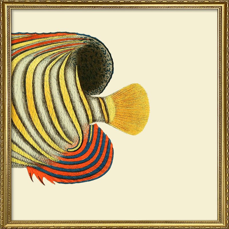 Regal Angelfish Tail