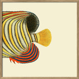 Regal Angelfish Tail