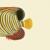 Regal Angelfish Tail