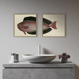 Bignose Unicornfish Head