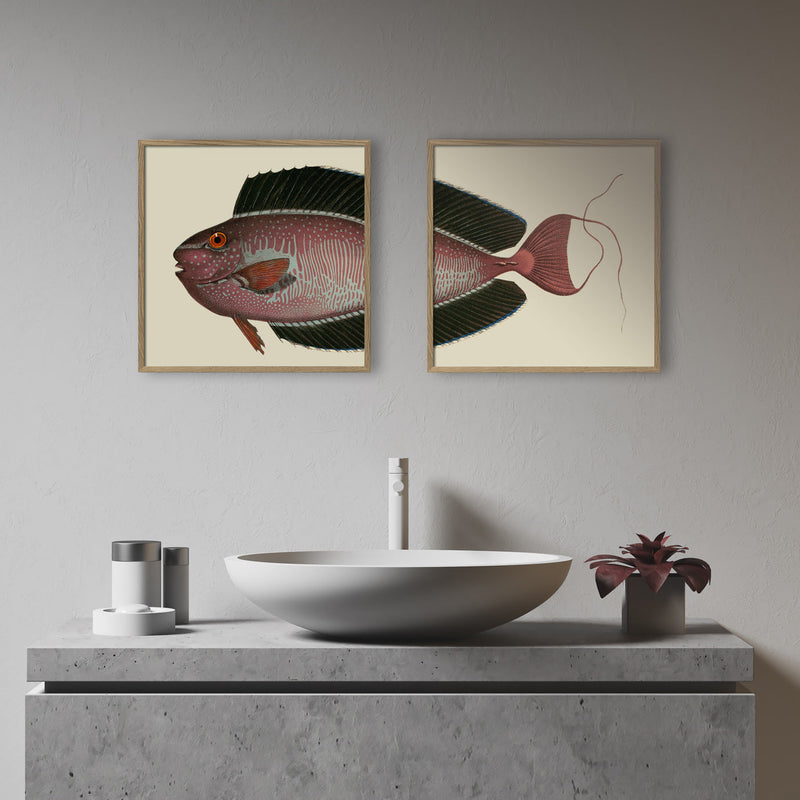 Bignose Unicornfish Head