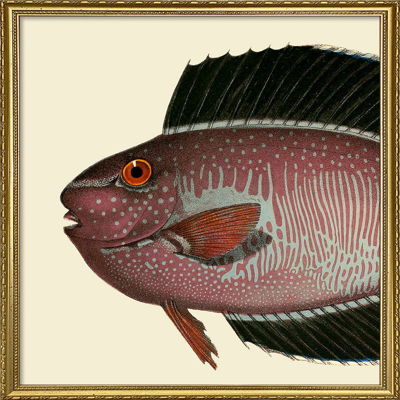 Bignose Unicornfish Head