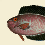 Bignose Unicornfish Head