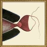 Bignose Unicornfish Tail