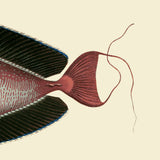 Bignose Unicornfish Tail