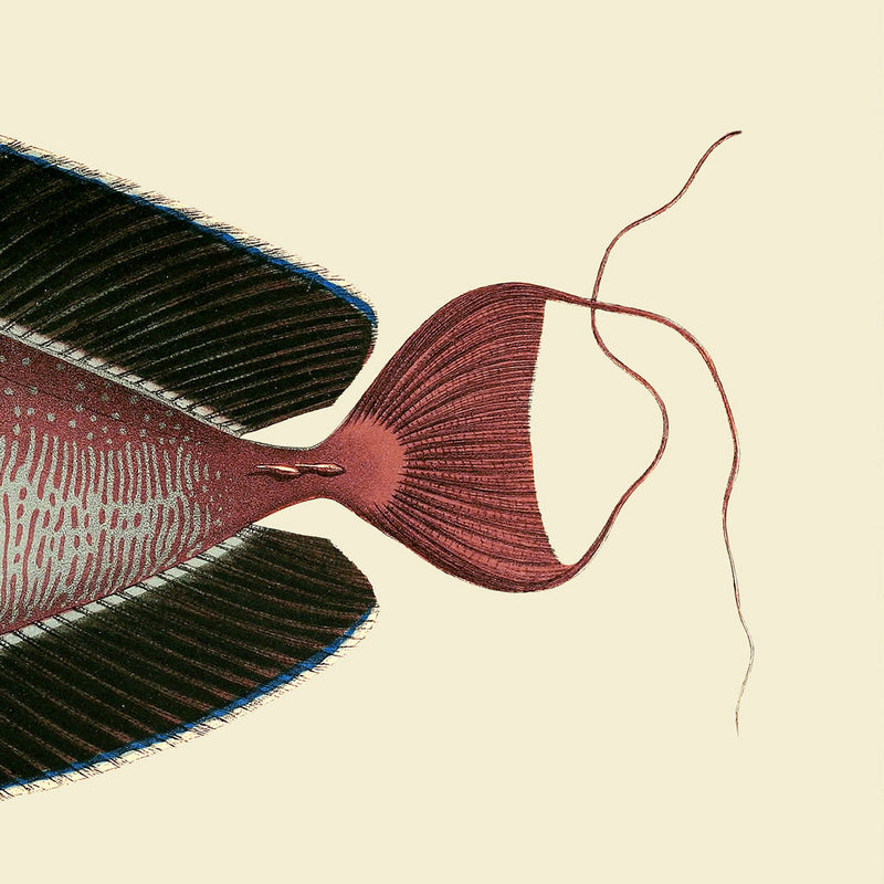 Bignose Unicornfish Tail