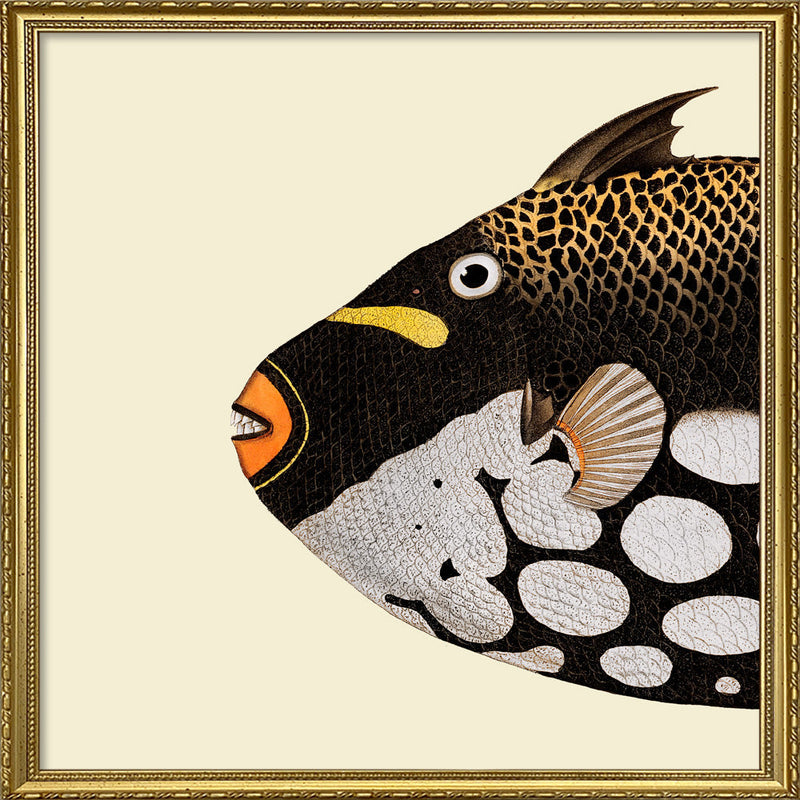 Dot Galore Fish Head