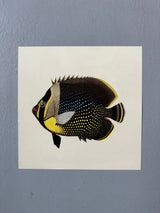 Black Fish - Outlet