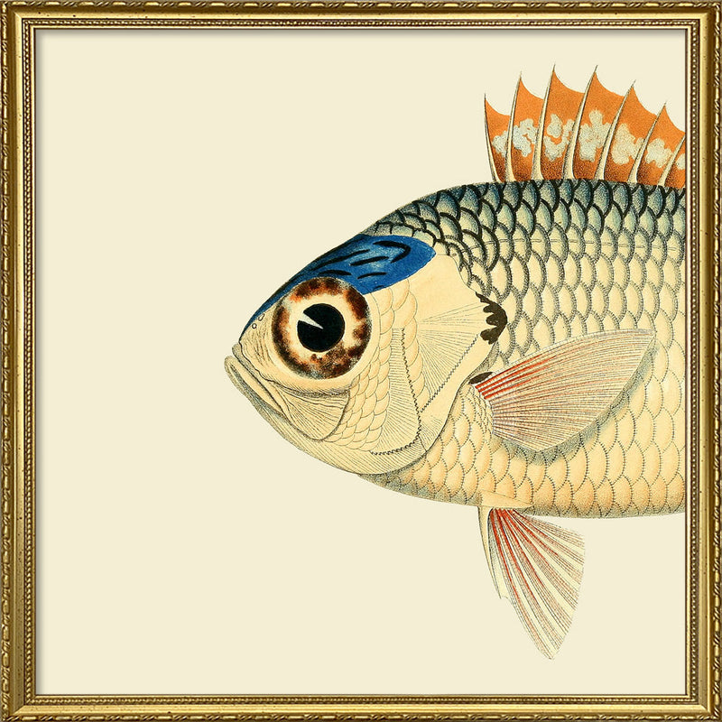 Pinecone Soldierfish Head