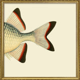 Pinecone Soldierfish Tail