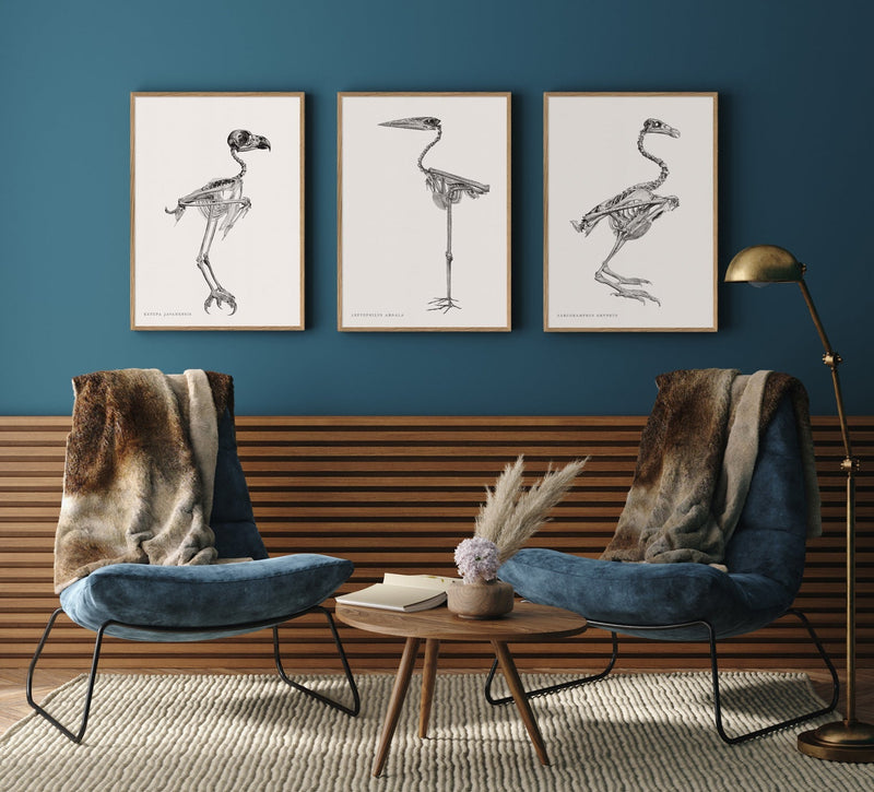 Sarcoramphus Gryphus