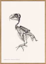 Chrysotis Braziliensis