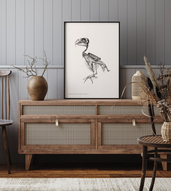 Chrysotis Braziliensis