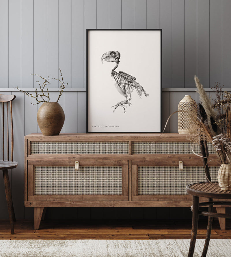 Chrysotis Braziliensis