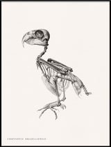 Chrysotis Braziliensis