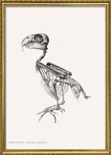 Chrysotis Braziliensis