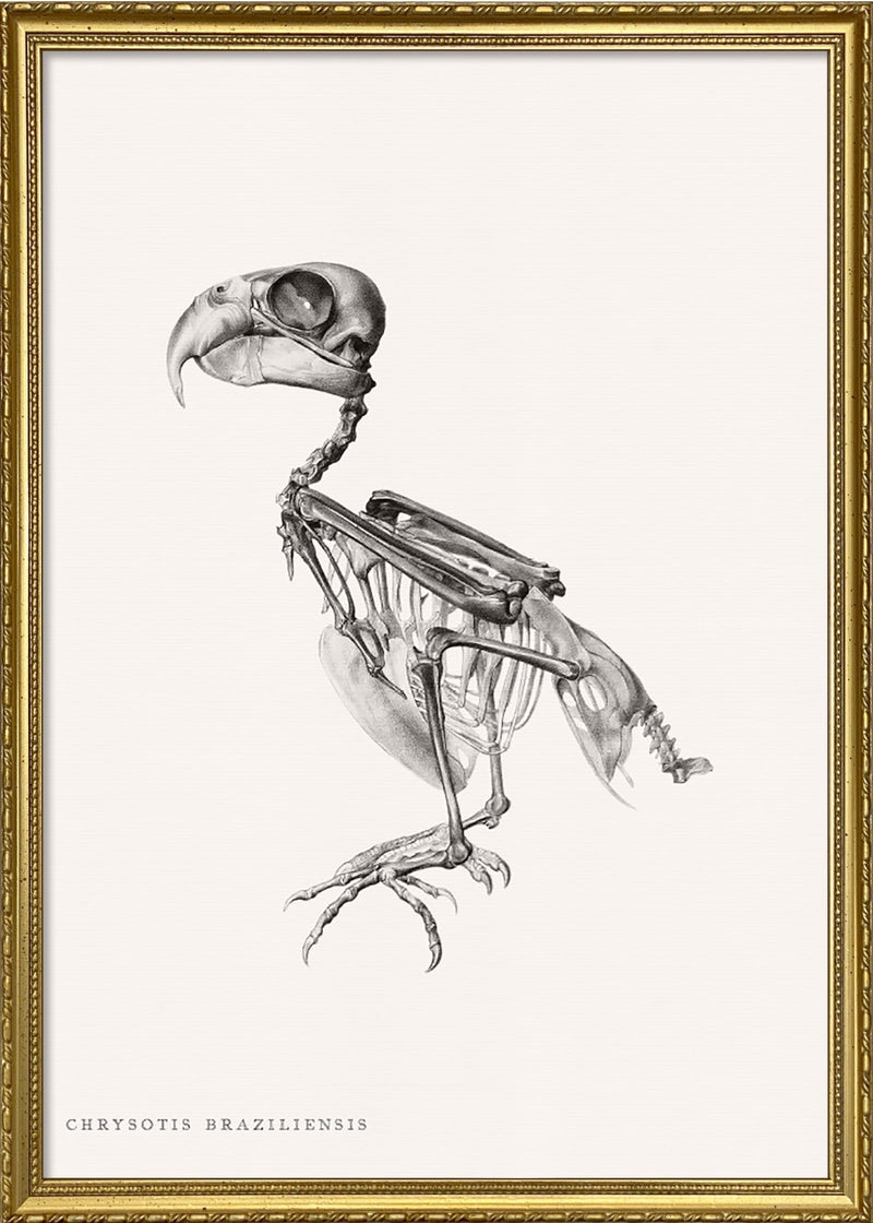 Chrysotis Braziliensis