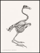 Sarcoramphus Gryphus