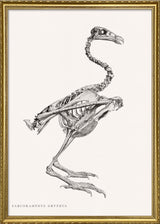 Sarcoramphus Gryphus